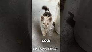 Magical Temple Gives Out Free Cats To Kind Souls
