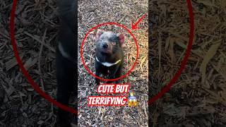 Tiny But TERRIFYING 😱 #tasmaniandevil #animalfacts #shorts
