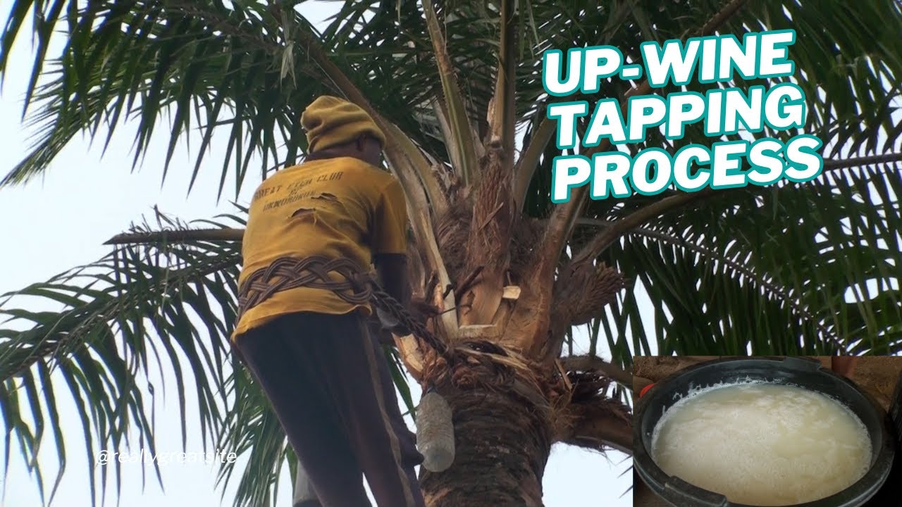 Up palm wine tapping process/What makes up wine different from others