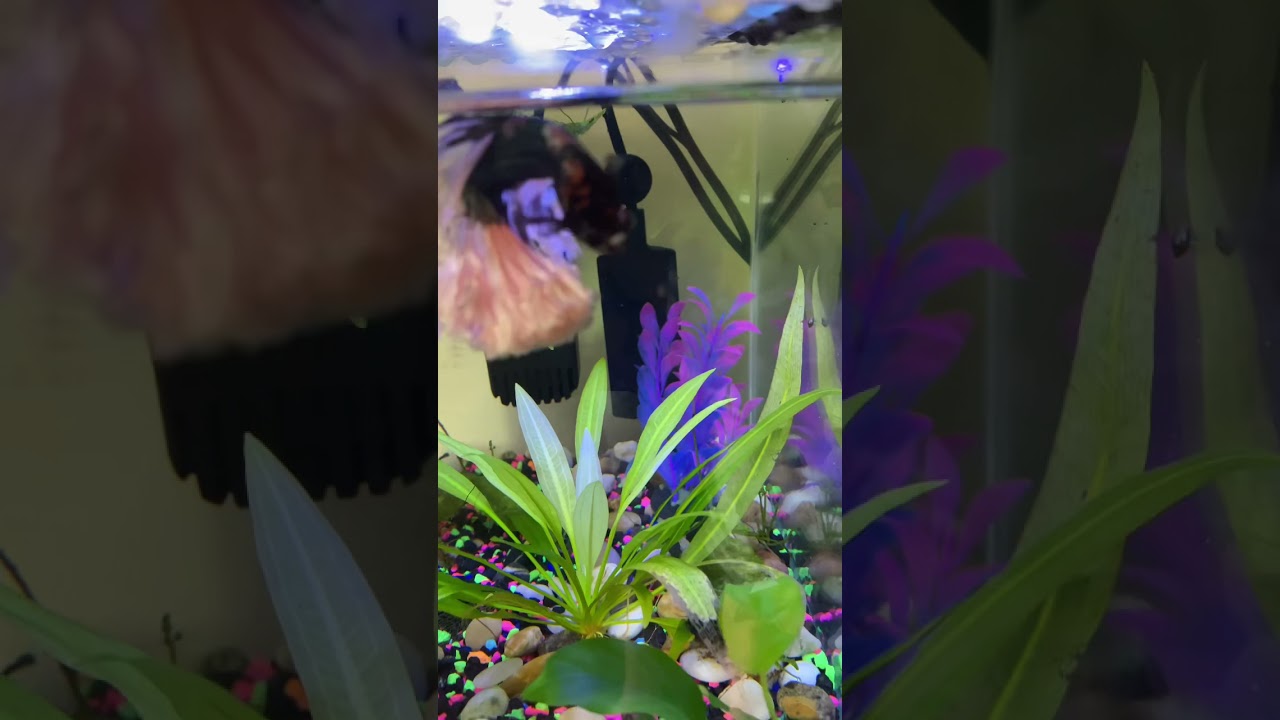 Rare half moon rose tail betta fish