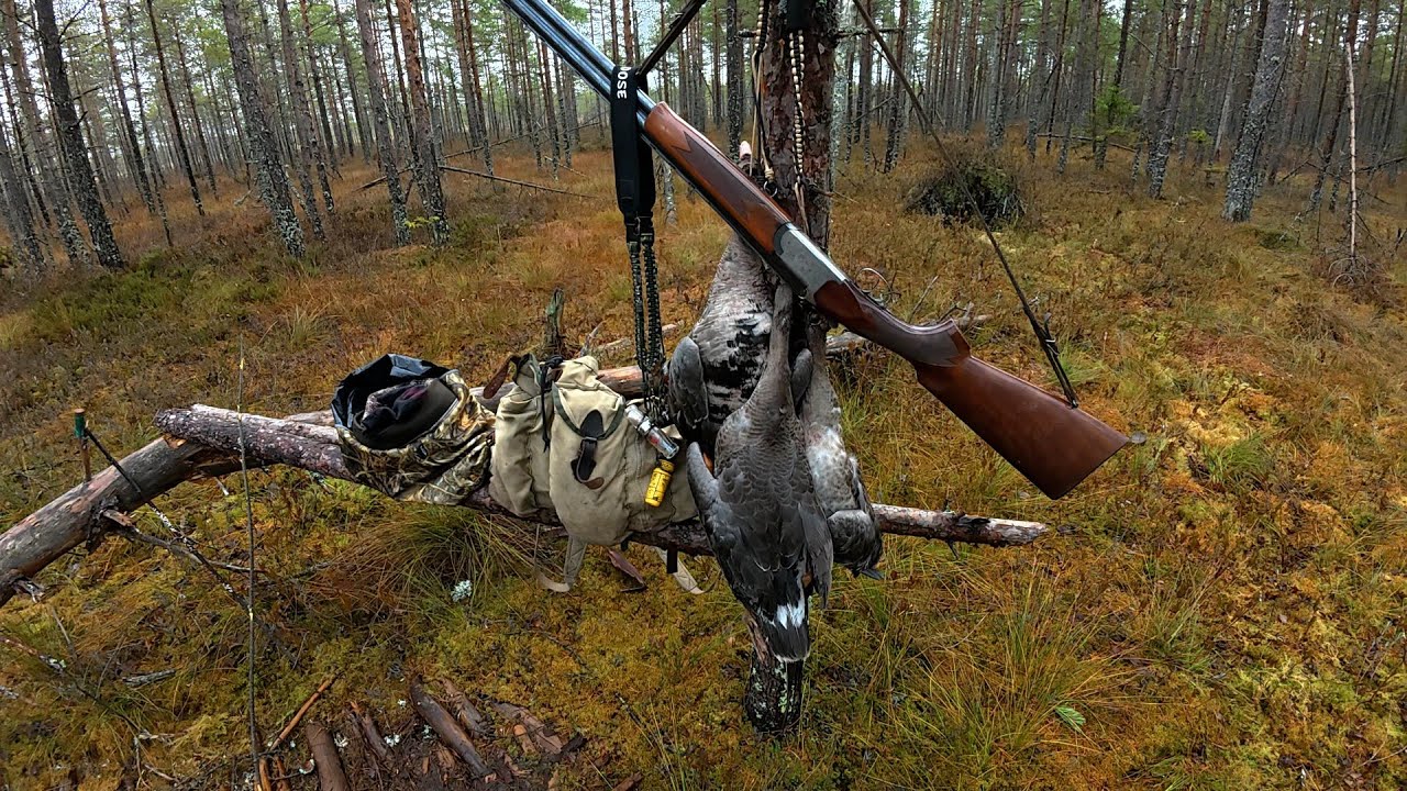Охота на Гуся. Осенний сезон 2025. Архангельская и Ленинградская области.