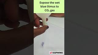 Blue Litmus Turns Red?! 👀 Chemistry Experiment | Acidic Nature of CO₂ Demonstration | CBSE Science