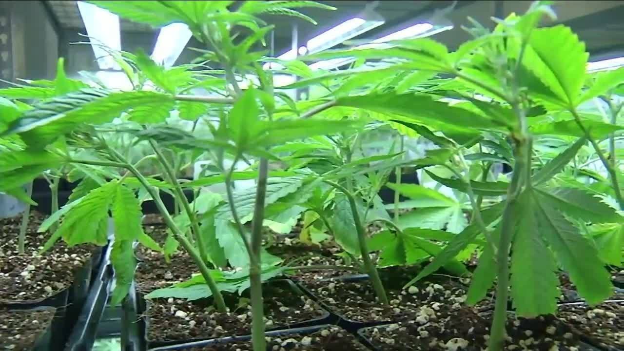 Orange Park dispensary moratorium expiring soon