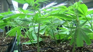 Orange Park dispensary moratorium expiring soon