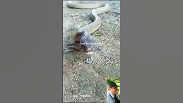 Tại sao cho rắn hổ chúa nuôi ăn rắn chết #shortvideo #snake #thưgiãn #kingcobra
