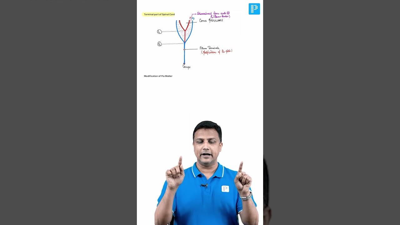 Version XI Rapid Revision | Anatomy Sample