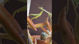 PRAY MANTIS VOICEOVER