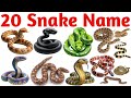 🐍 20 Snake Names in English | Learn Snake Species for Kids | Wild Animals Learning