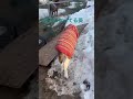 迷子になってる葵 #horse #馬