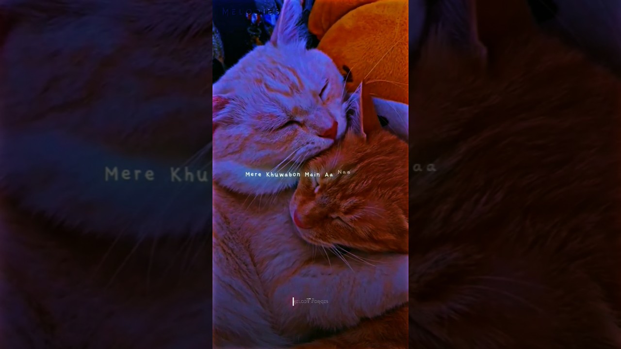 Pal pal ~ Afusic 😞💘 | Cat version | Slowed reverb | Aesthetic status | 