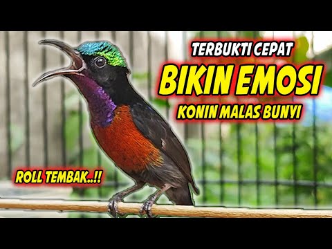 Tinggal dengerin #kolibrininja #sunbird #burung #konin #hummingbird #birds #colibrí #shorts #kicau