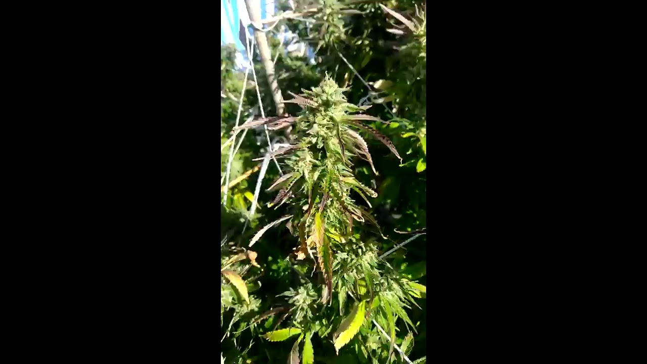 2018 Gelato, purple punch, candyland, San Fernando valley OG, grow