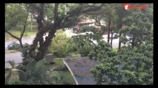Fallen tree blocks traffic at Lower Delta Road