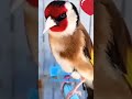 ملك الطيور المغردة 🔥🔥🔥