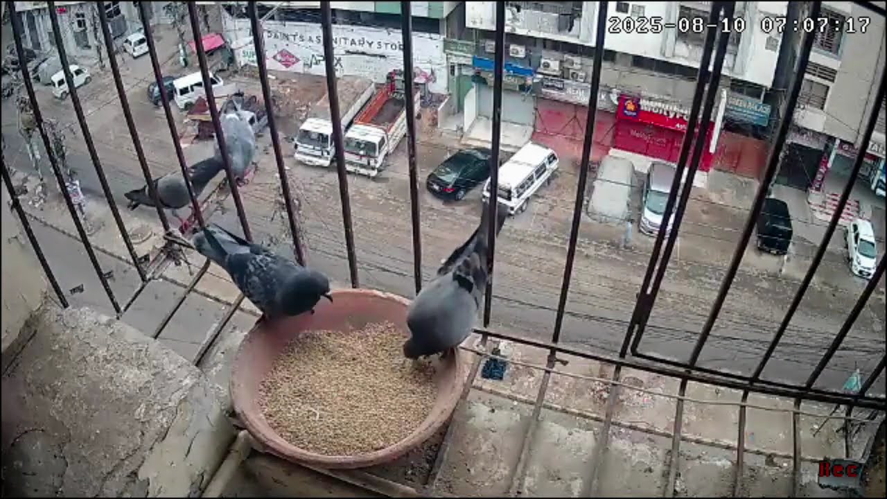 Pigeons have a feast