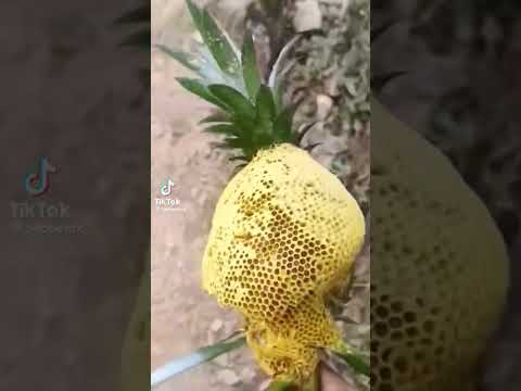 funnyvideo_183818-id,cocofun-short