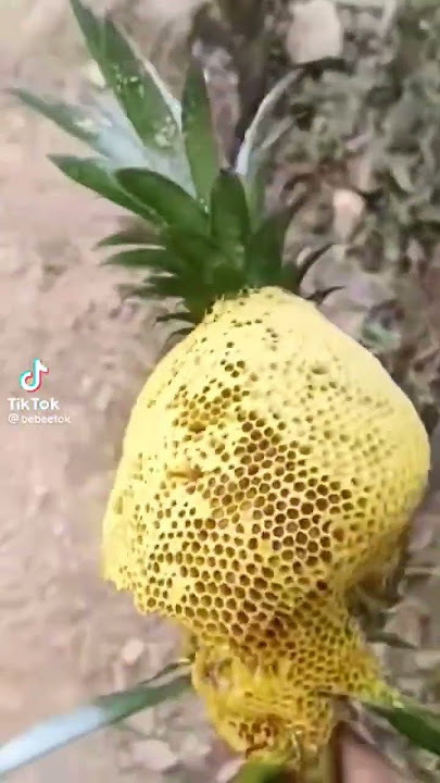VIDEO LUCU MEME TERBARU