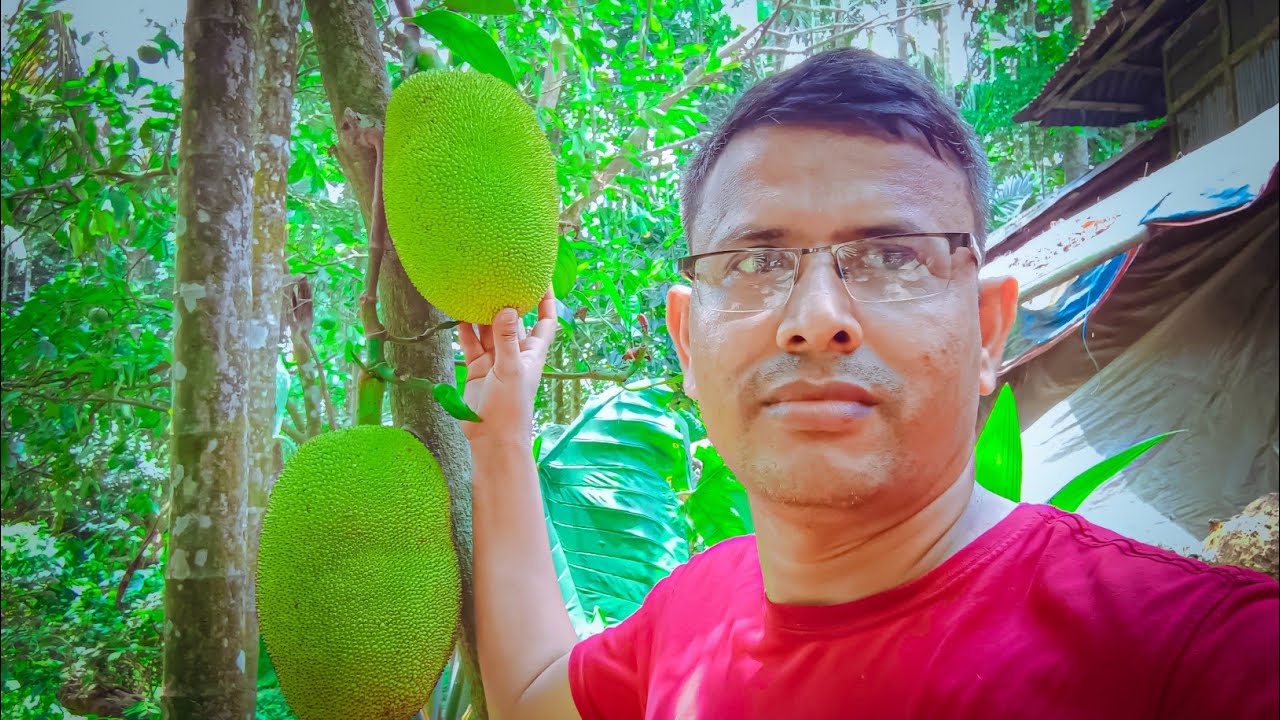 শ্বশুর বাড়িতে গাছের সুস্বাদু মিষ্টি কাঁঠাল খেলাম || Apon family vlog ...