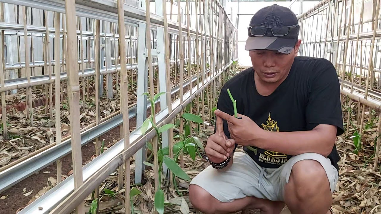 VANILI ITU ANGGREK HUTAN