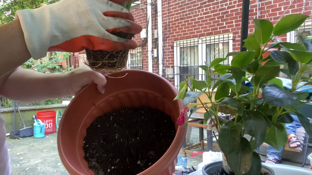 How to repot plants? YouTube
