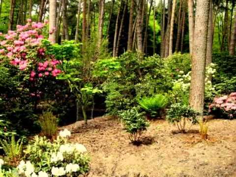 rhododendron-park-gristede-bad-zwischenahn