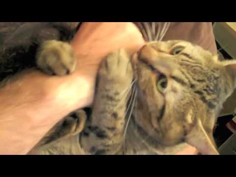 Purr Monster 8.28.09