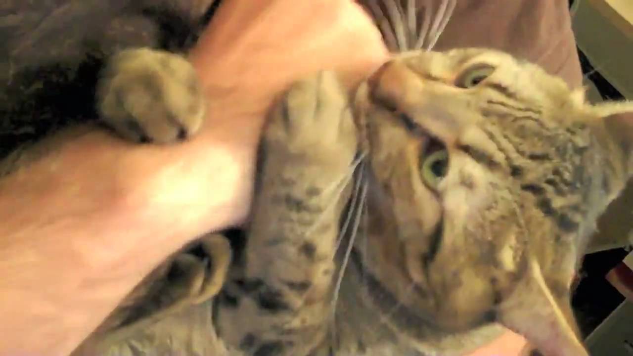 funny cats sleeping in weird positions compilation 2014 funnyplox Purr Monster 8.28.09