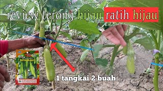 review terong hijau merk ratih hijau umur 35 hst / warna hijau dan buah lebat