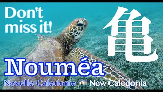 Youも海亀に会える街・ヌメア / ニューカレドニア / Nouméa / New Caledonia / Nouvelle-Calédonie #15