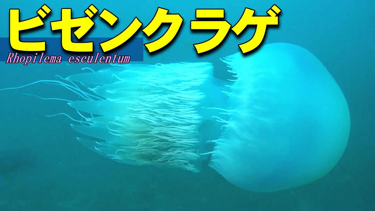ビゼンクラゲ｜中華の食材「くらげ」の泳ぐ姿（水中映像）