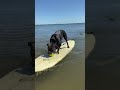 Ox can surf  mckevlinstv theoxcoxshow surf surfing beach dogchannel dogshow pitbull