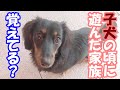 生後９か月の子犬は覚えてた！別れて暮らす家族（プルートの日常動画／dachshund）