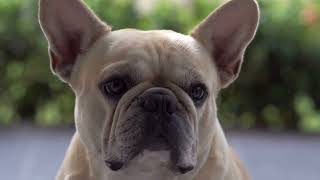 How to Help Your French Bulldog Adapt to City Life by Happy Hounds Hangout No views 8 days ago 4 minutes, 30 seconds