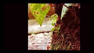 Rekam Orang Lagi Lewat V,