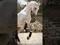 This horse is GORGEOUS #horse #edit #fyp