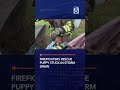 Firefighters rescue puppy stuck in storm drain