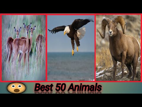 Animals Story 2M | Cute dog story Videos Cutest moment of the story | Cute story | 50 animals | #13