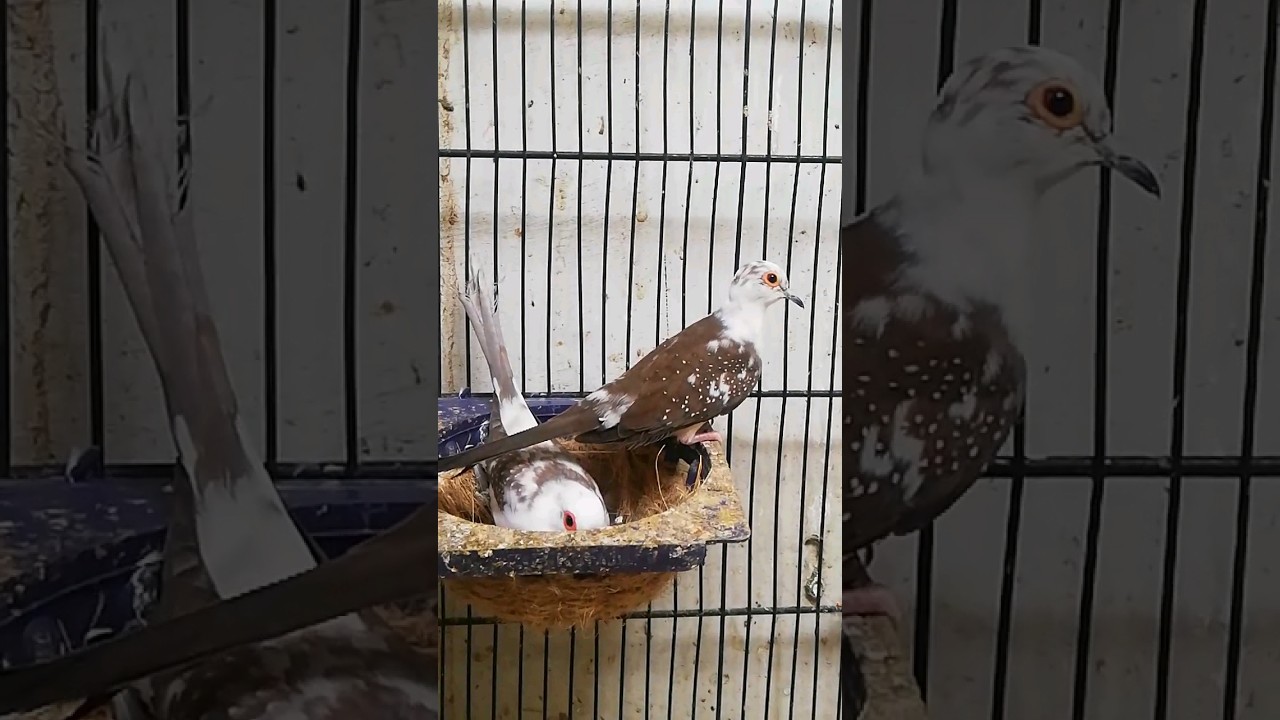 diamond pied dove Breeding pair 