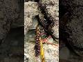 Keluarkan gurita dari sarangnya 🐙🥰. . . #wildanimals #octopus #wildlife #gurita