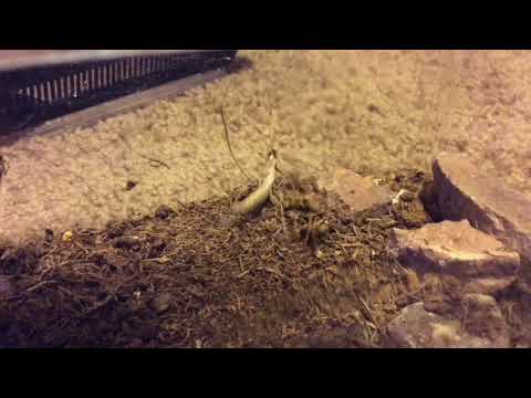 Mantis vs spider