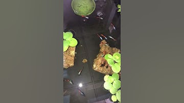 Dumbo redtail size 2 tháng