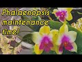 NEW Phalaenopsis orchid maintenance Repotting and bleach treatment
