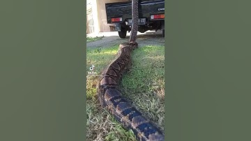 Huh!!big python found inside the truck#snakevideo#short