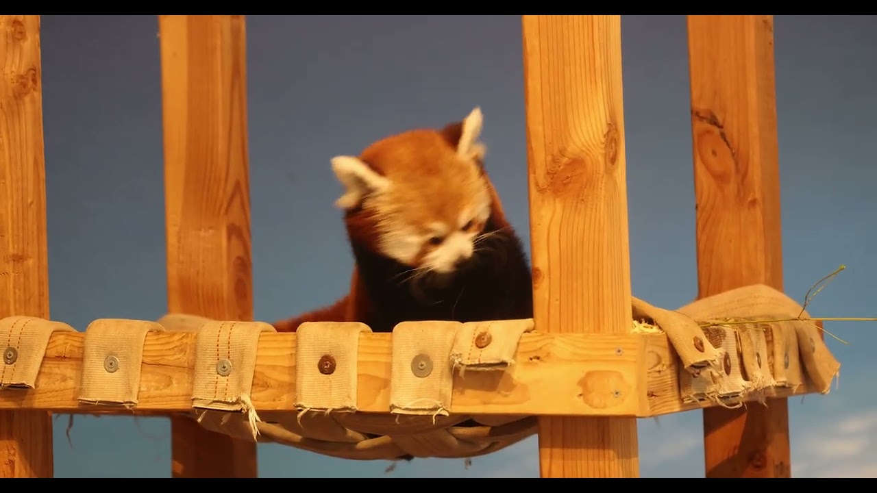 Low Light Red Panda Video