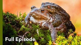 The Frog Apocalypse | Wildlife Icons 202