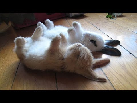 Video: Sweet Rabbit In A Vegetable Coat