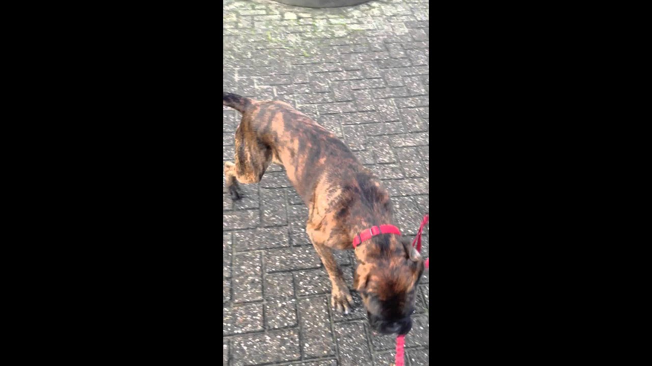 Boxerpup Woody playing with his leash