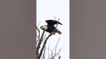 Bald Eagle slow mo take off - #Shorts