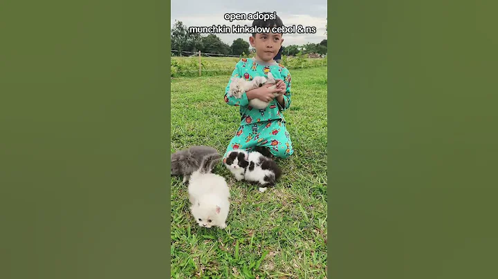 Video 11726661: munchkin