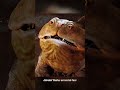 🚀💥John Carter (2012) | The Super Jump &amp; the Crazy Monster Dog!🐕😱#movie #shorts